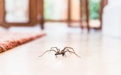 26 millions à redouter les araignées