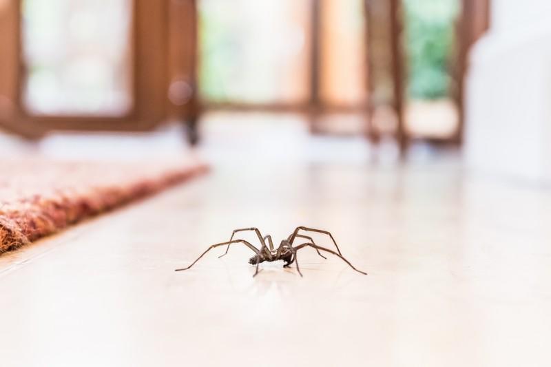 thérapie contre la peur des araignées, arachnophobie