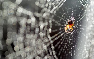 7 astuces pour repousser les araignées