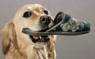 Mon chien a mauvaise haleine