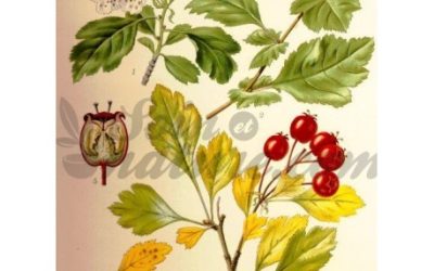 Tisane Minceur
