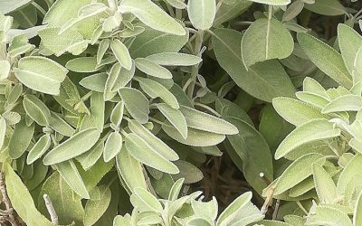 Qui a de la sauge dans son jardin, n’a pas besoin de médecin