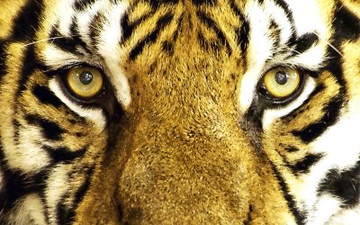 Œil de tigre